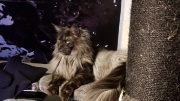 Kater Milow - Platz zwei im Ersten Bad Driburger Katzen-Contest