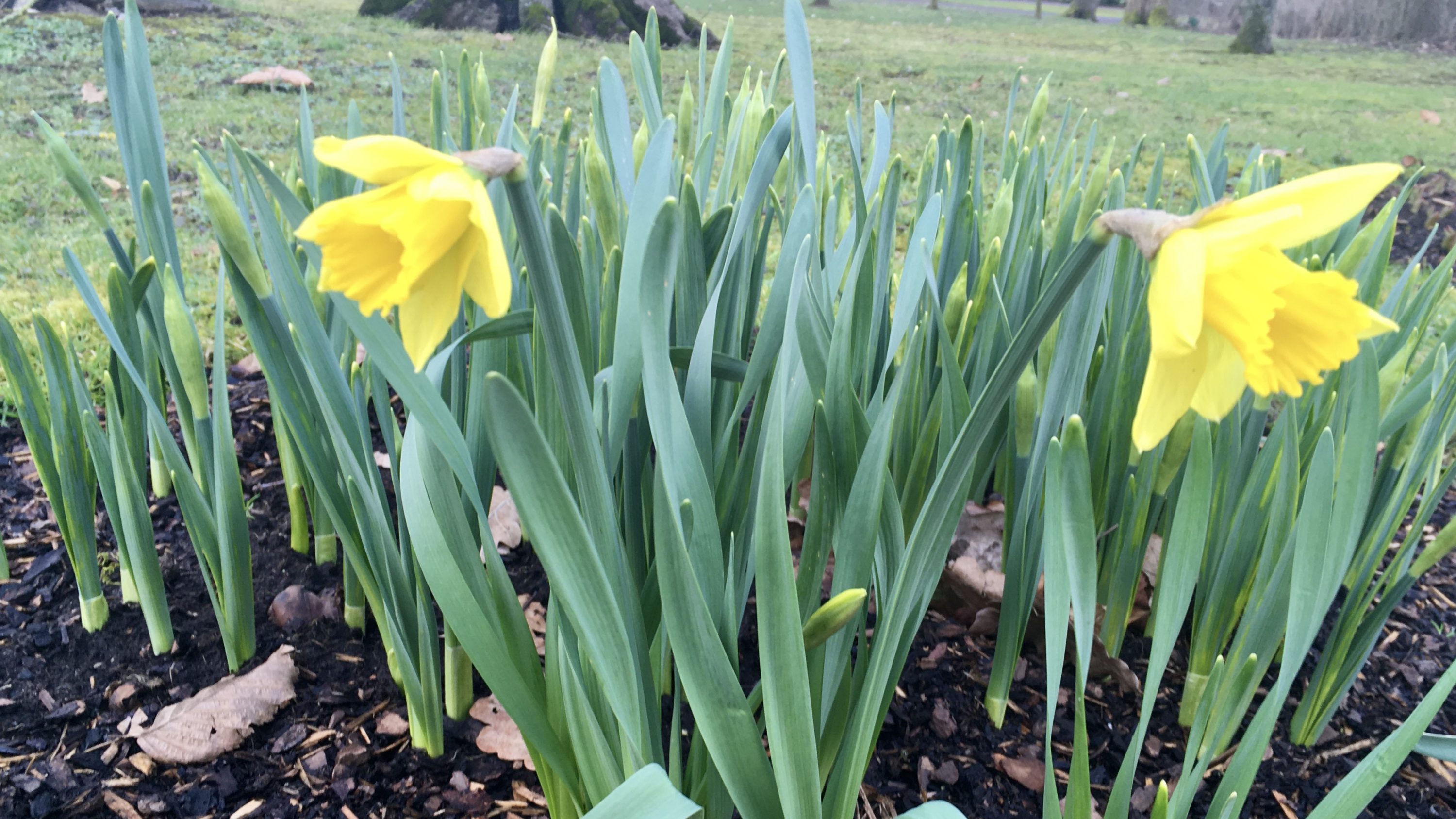 Die Narzissenblüte in Bad Driburg hat begonnen.