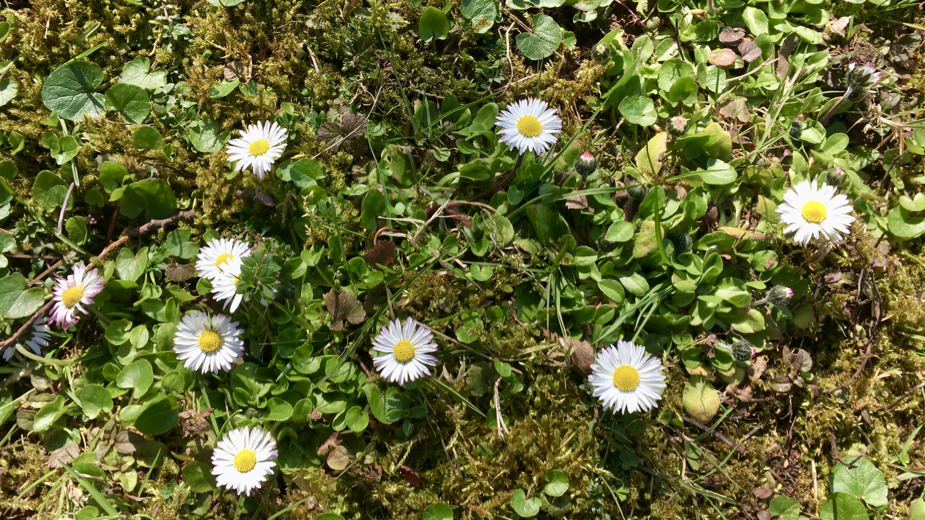 Gänseblümchen